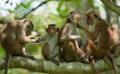             More countries seek monkeys from Sri Lanka
      