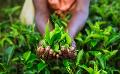             Sri Lanka tea industry to fully recover next year, says minister
      